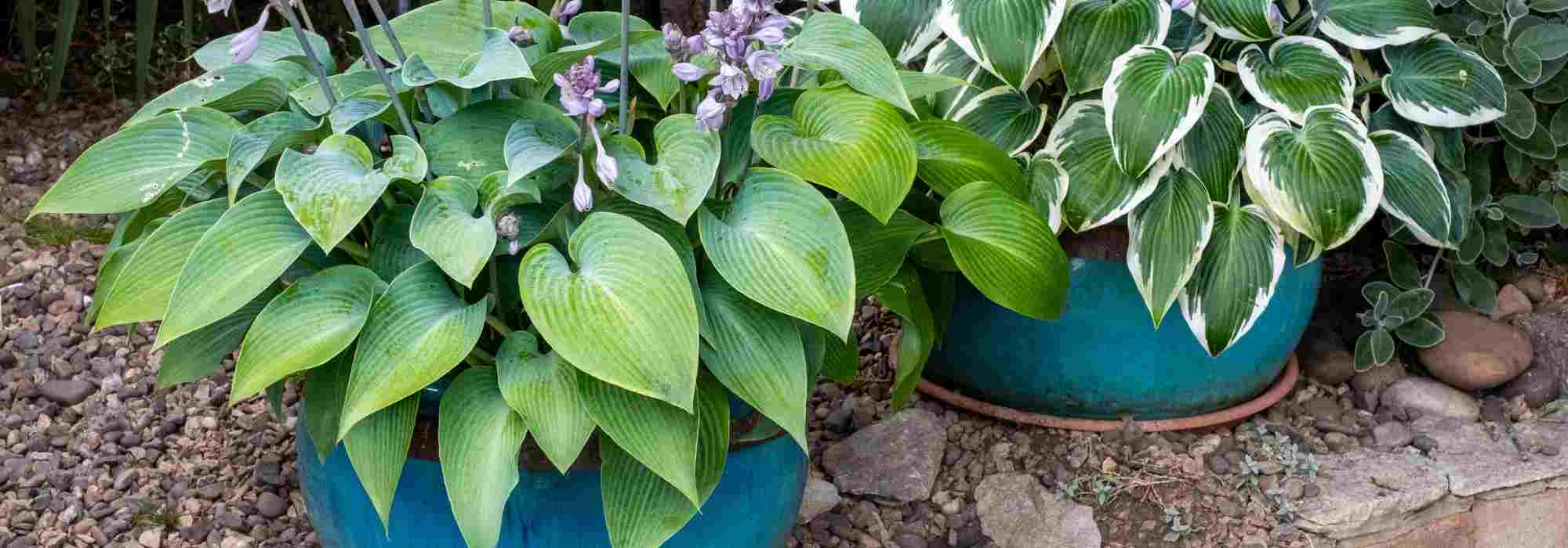 Cultiver des Hostas en pot