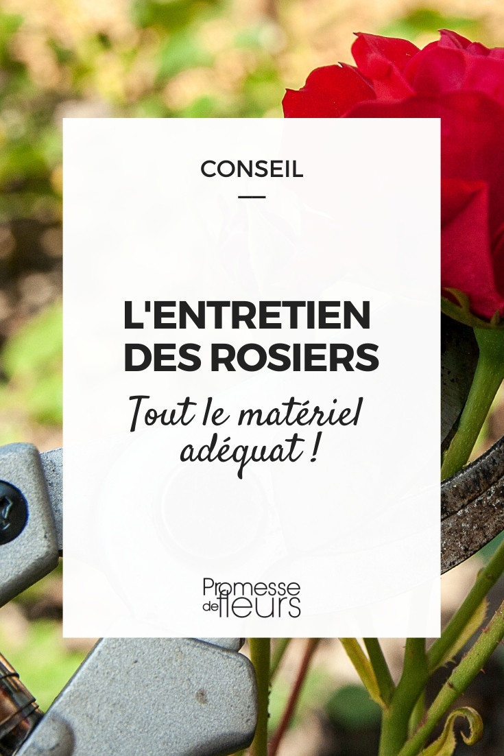 Quel matériel pour entretenir et tailler les rosiers ?