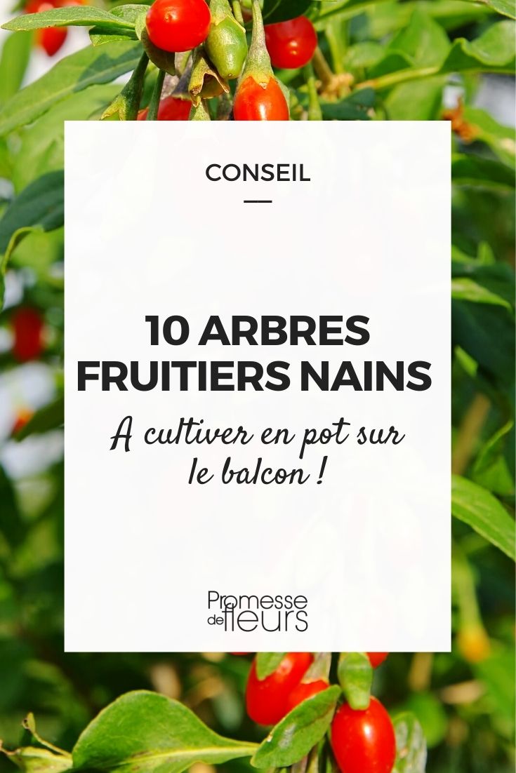 10 s Cerisier nain Arbre fruitier autofertile Intérieur/extérieur