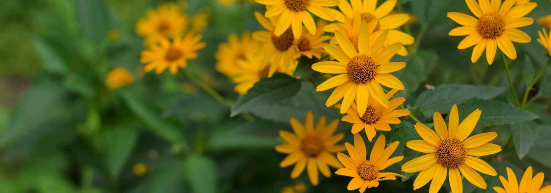 Heliopsis, Héliopside : plantation, culture et entretien