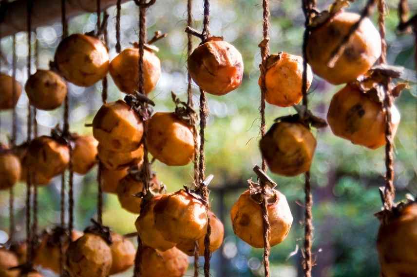 Diospyros kaki, hoshi gaki, hoshigaki