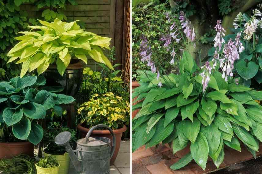 cultiver hosta terrasse, potée