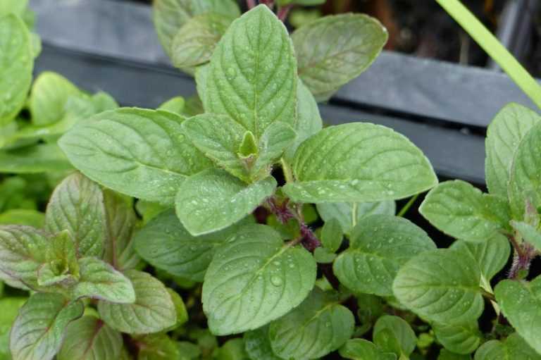 6 menthes incontournables Promesse de Fleurs