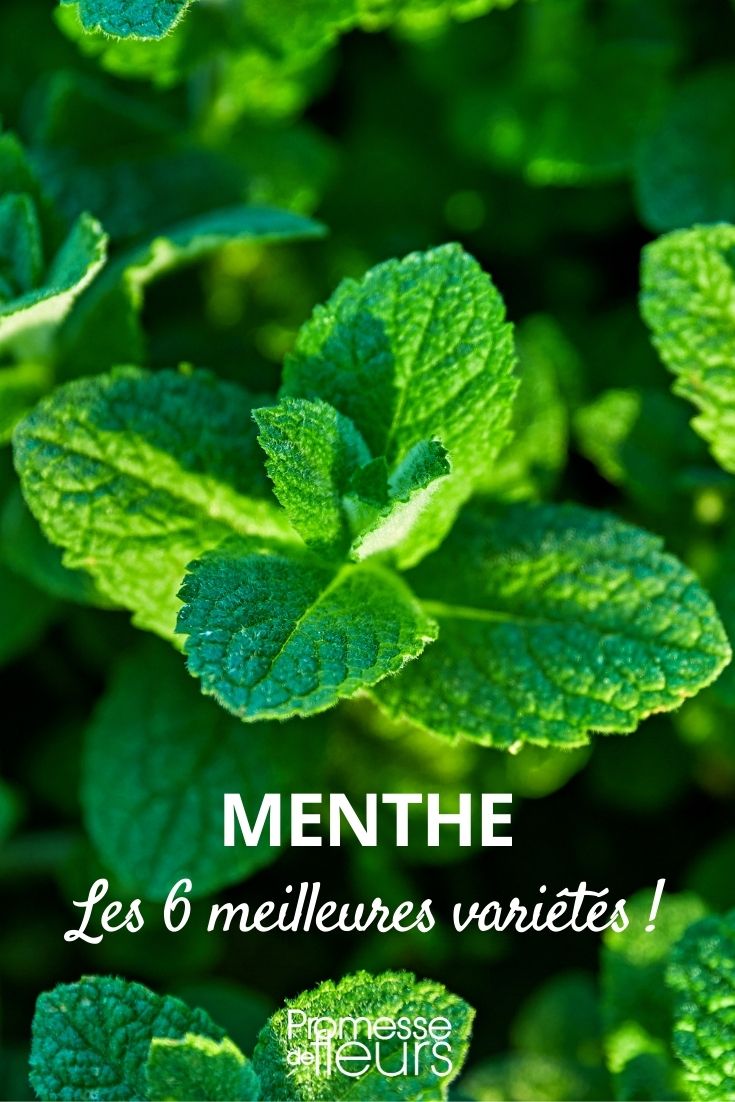 Infusion menthe poivrée et menthe douce