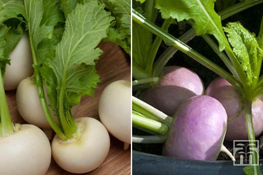 Legumes precoces, legumes hâtifs
