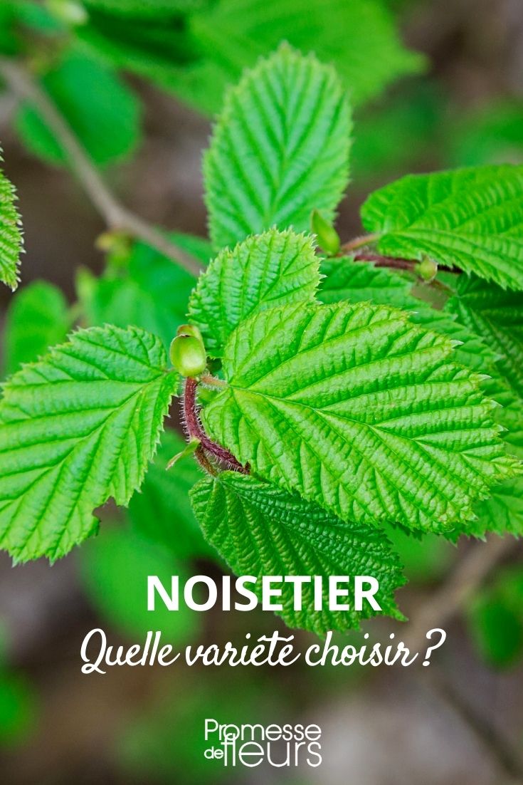 Noisetier : comment choisir ? guide d'achat