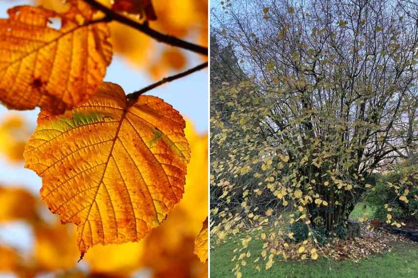 Corylus feuillaison tardive, feuille automne