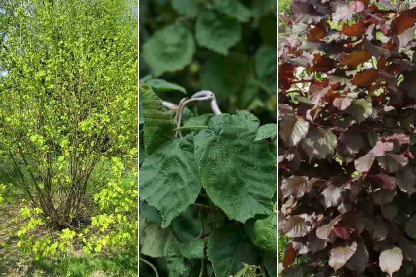 corylus feuilles