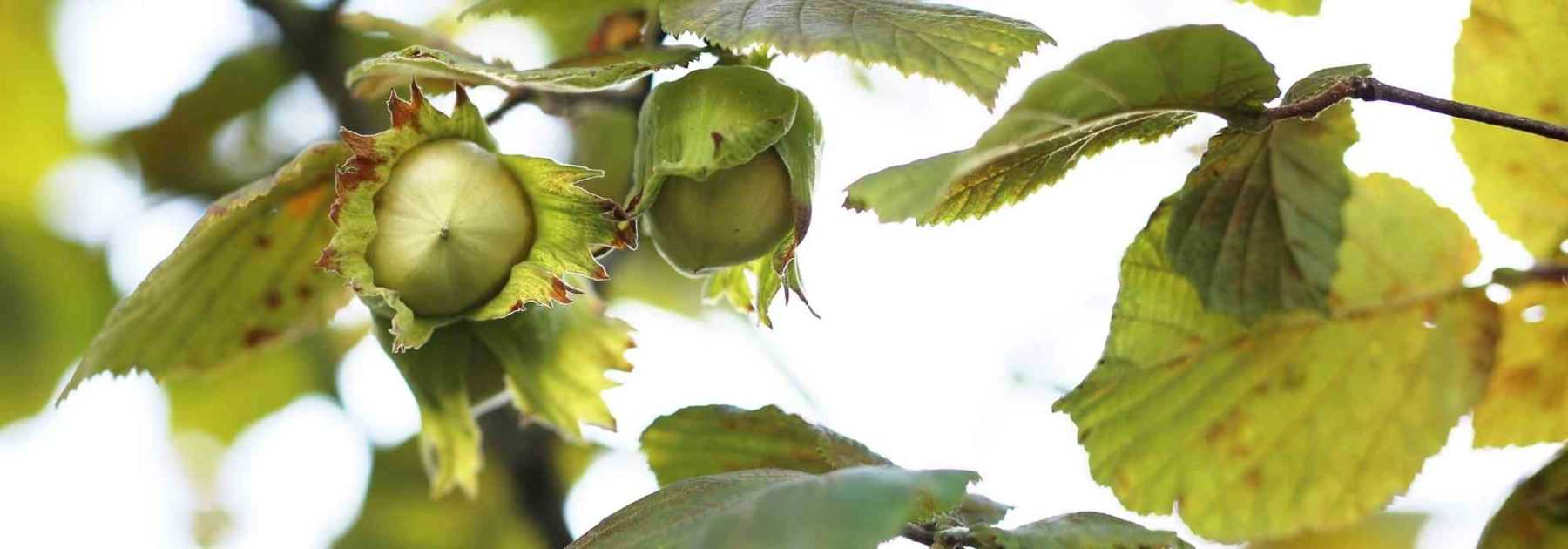 Récolter et conserver les noisettes - Promesse de Fleurs