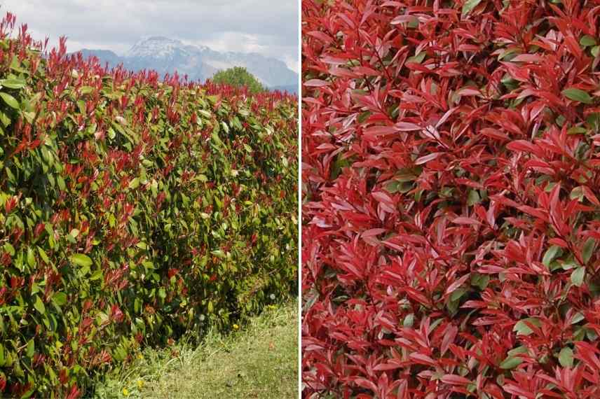 Les 6 meilleures plantes brise-vue - Gamm vert