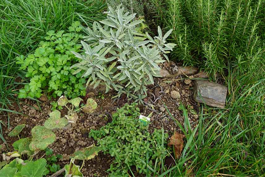 L'origan commun - Mon balcon-jardin