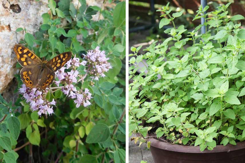 Origan au jardin et en pot