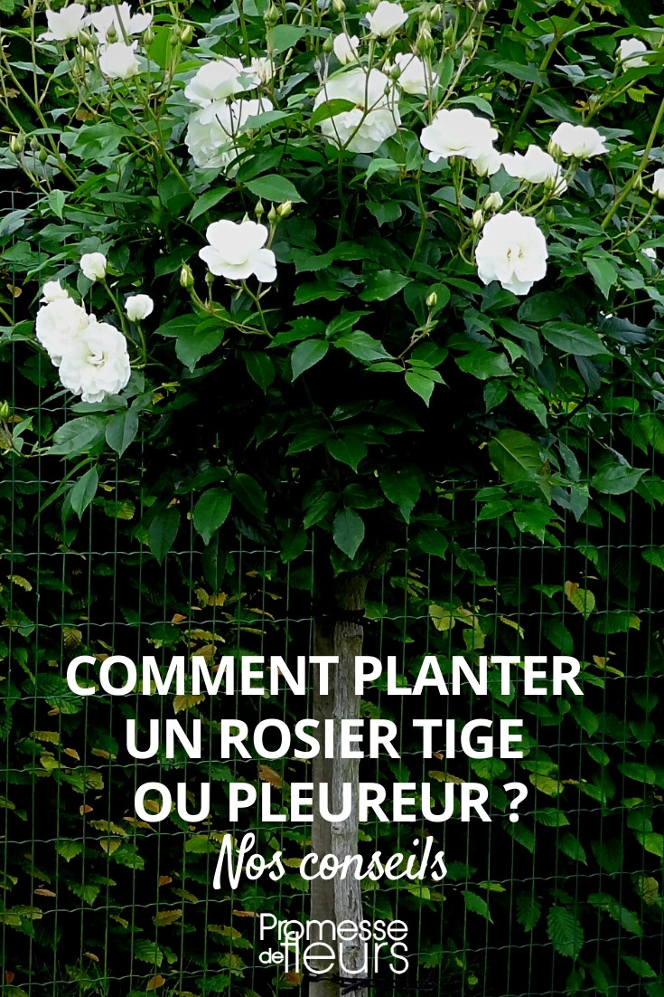 La plantation des rosiers tige ou pleureur