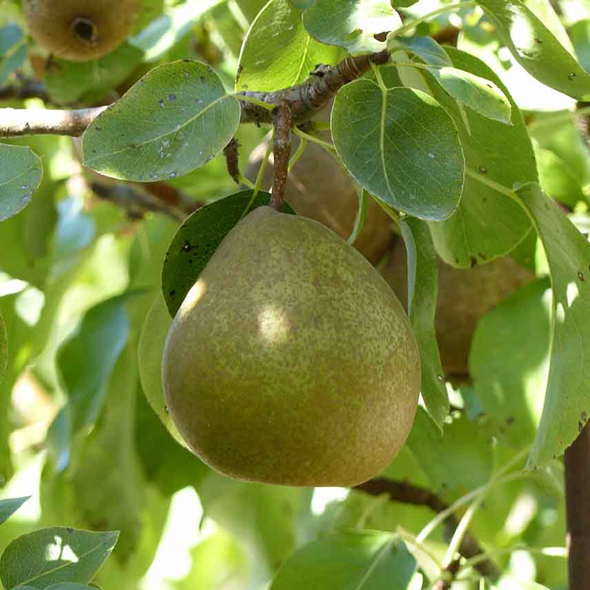 Doyenné du Comice