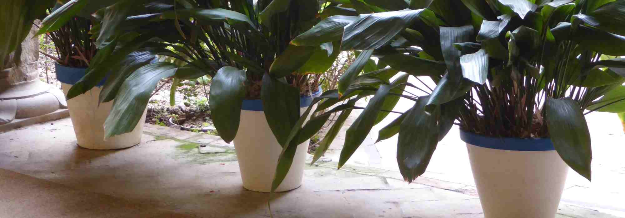 Pots de fleurs et jardinières en plastique