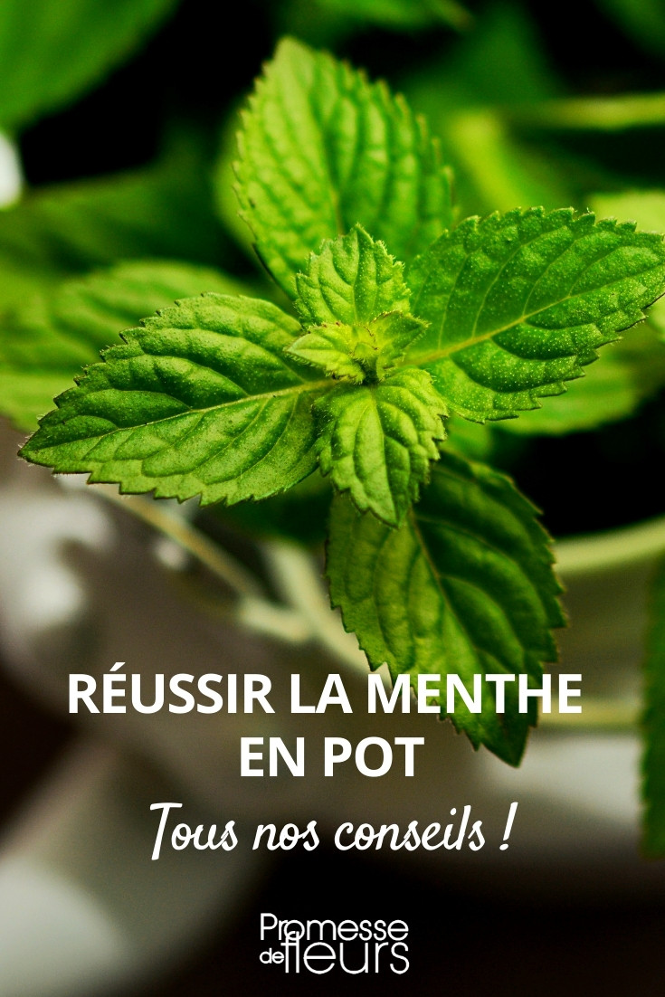 Menthe - comment la cultiver en pot