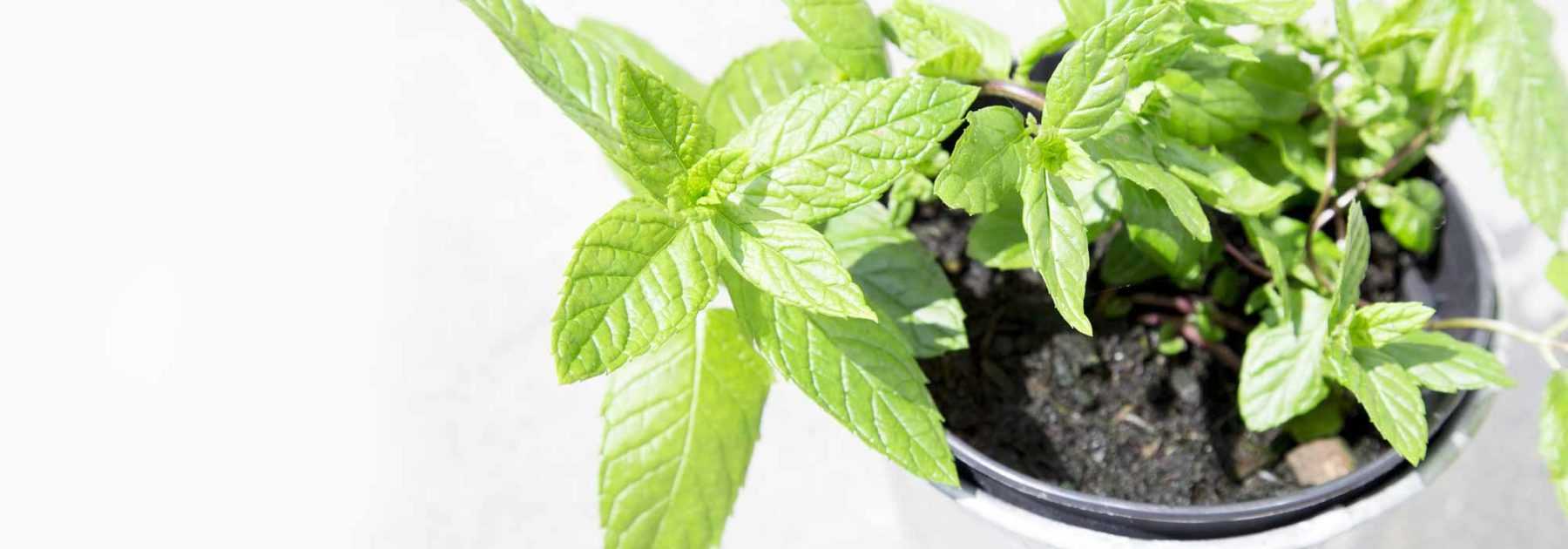 Réussir la menthe en pot