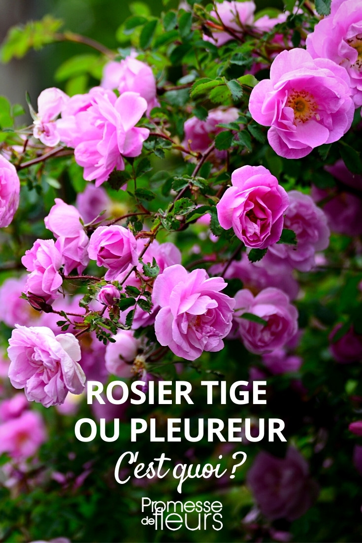 Qu'est-ce qu'un rosier tige ou pleureur ?