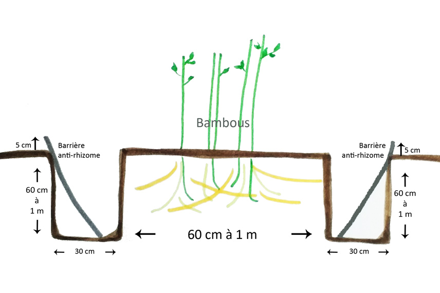 Schéma d’installation d’une barrière anti-rhizome.