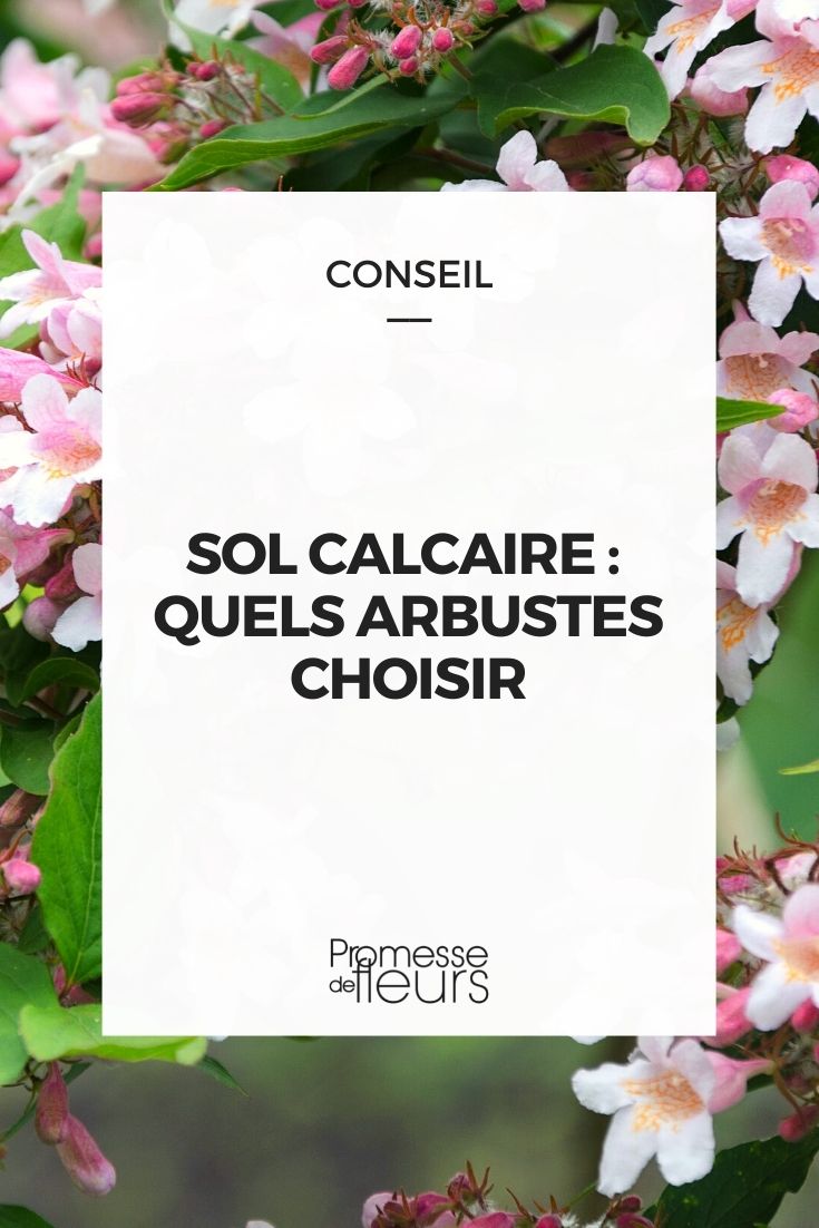 Sol-calcaire-Quels-arbustes-choisir