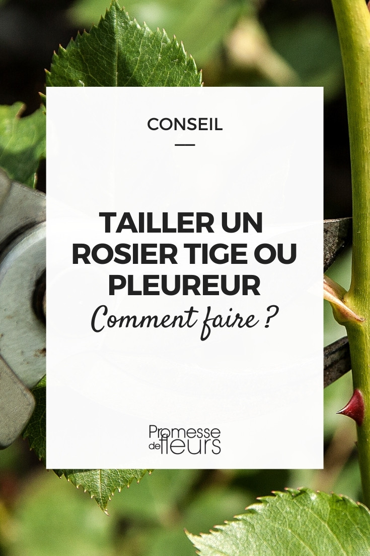 Nos conseils pour tailler un rosier tige ou pleureur