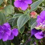 Tibouchina : plantation, culture, entretien