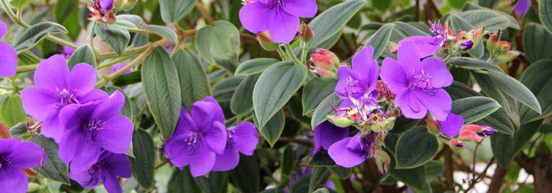 Tibouchina : plantation, culture, entretien