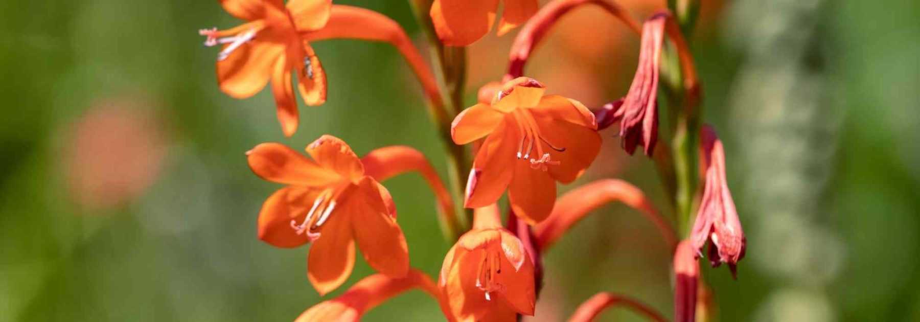 Watsonia : planter, entretenir