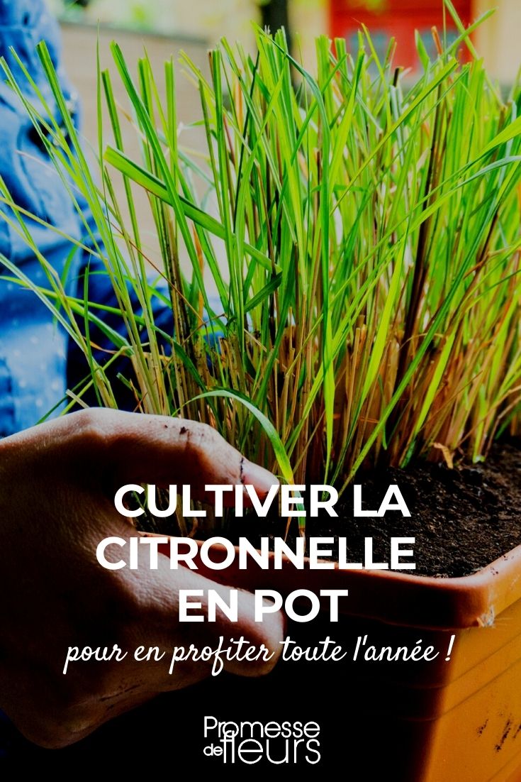 Cultiver Cymbopogon citratus en pot