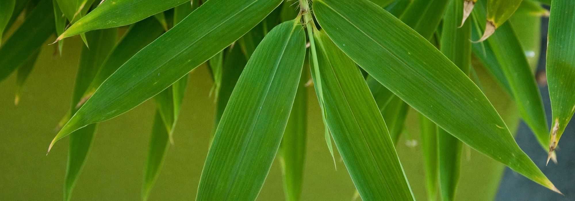 6 bambous à cultiver en pot