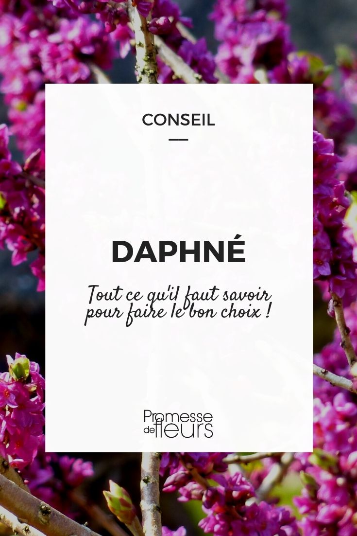 daphne choisir