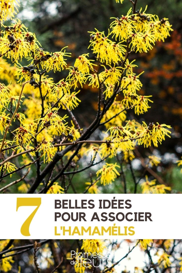 Hamamélis : 7 idées d'associations