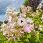 Hydrangea paniculata : un hortensia pour le soleil