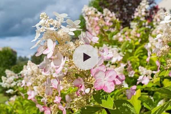 Hydrangea paniculata : un hortensia pour le soleil