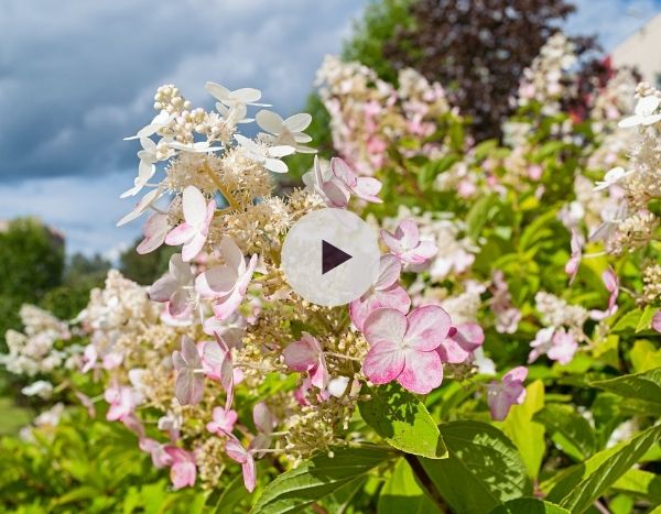 Hydrangea paniculata : un hortensia pour le soleil