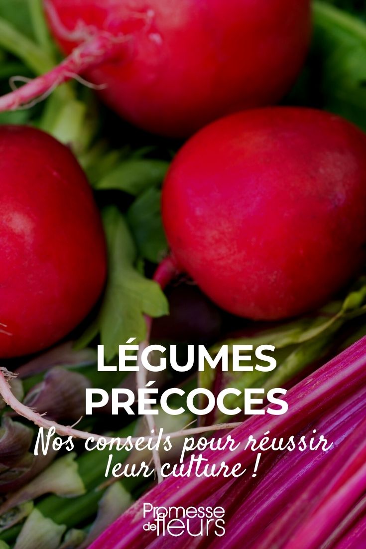 cultiver des légumes précoces