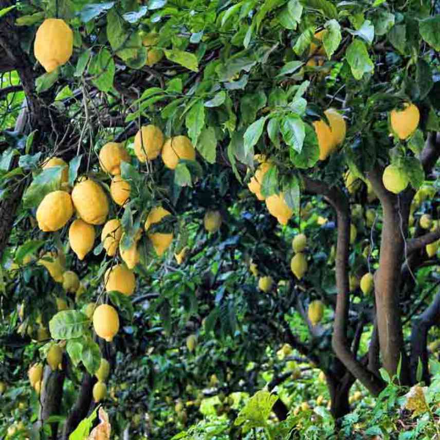 citronnier en arbre