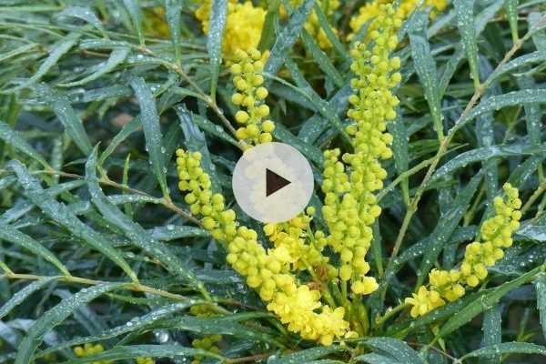 Mahonia 'Soft Caress'