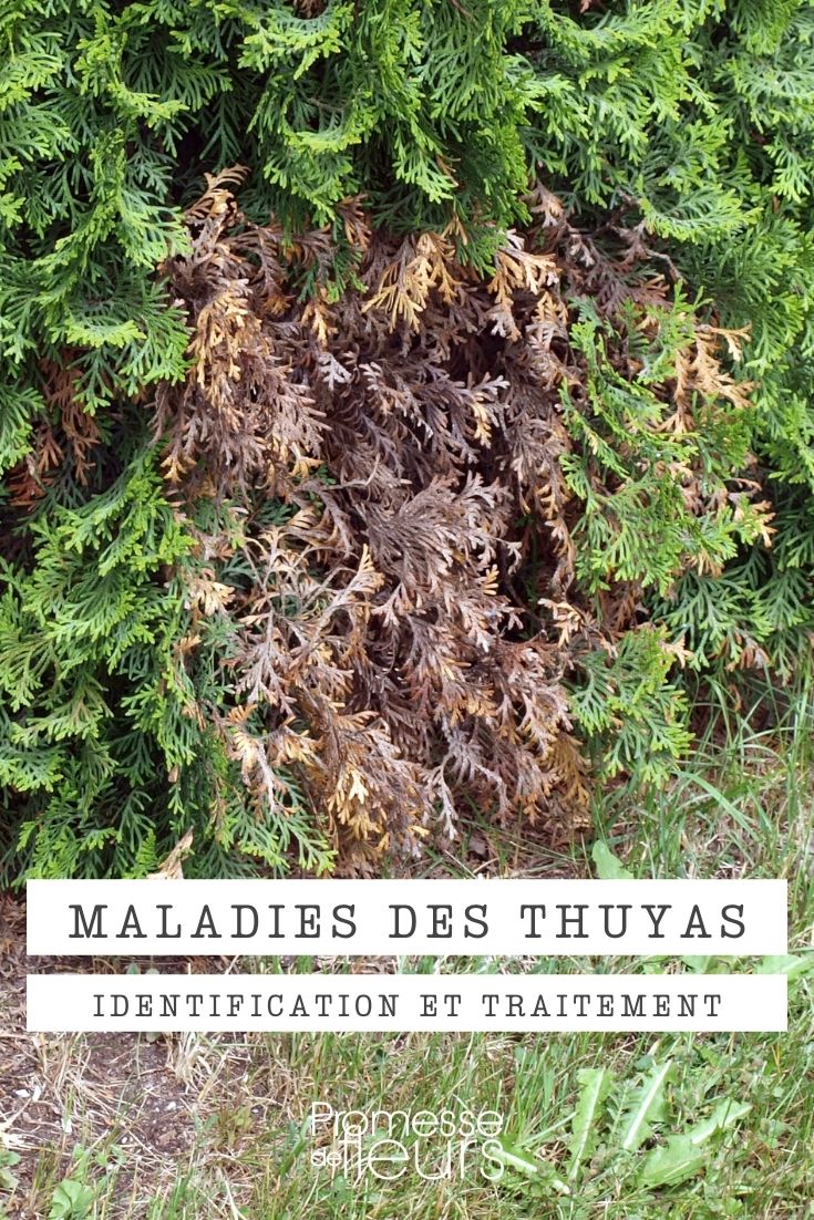 Maladie et ravageurs du thuya