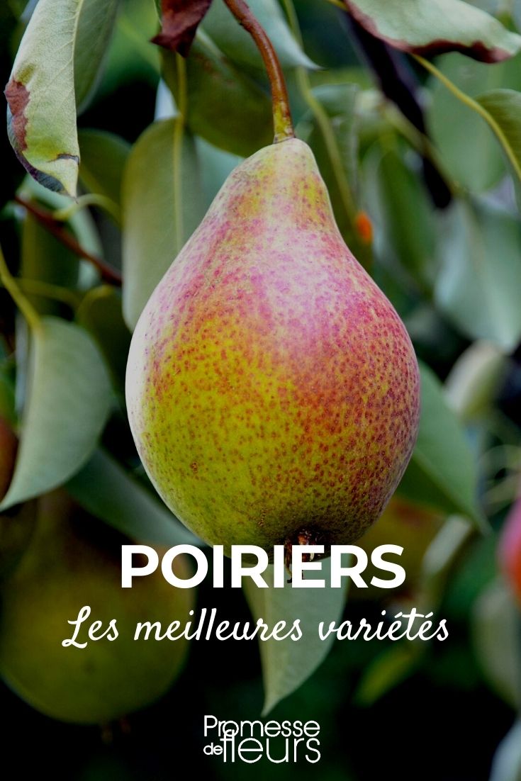 poirier : meilleures variétés