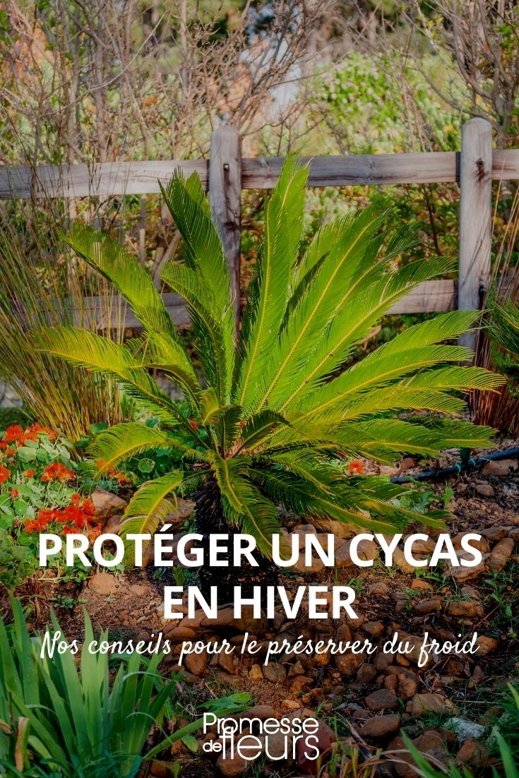 Comment protéger un Cycas en hiver ? - Promesse de Fleurs