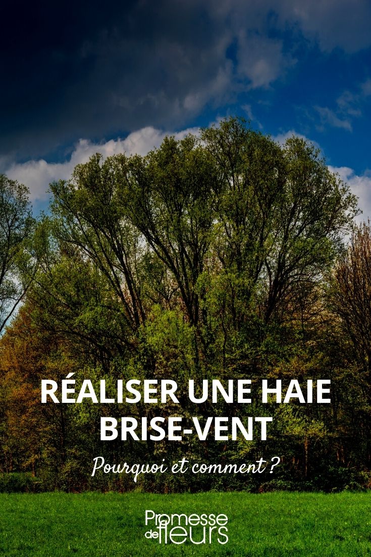 réaliser une haie brise vent