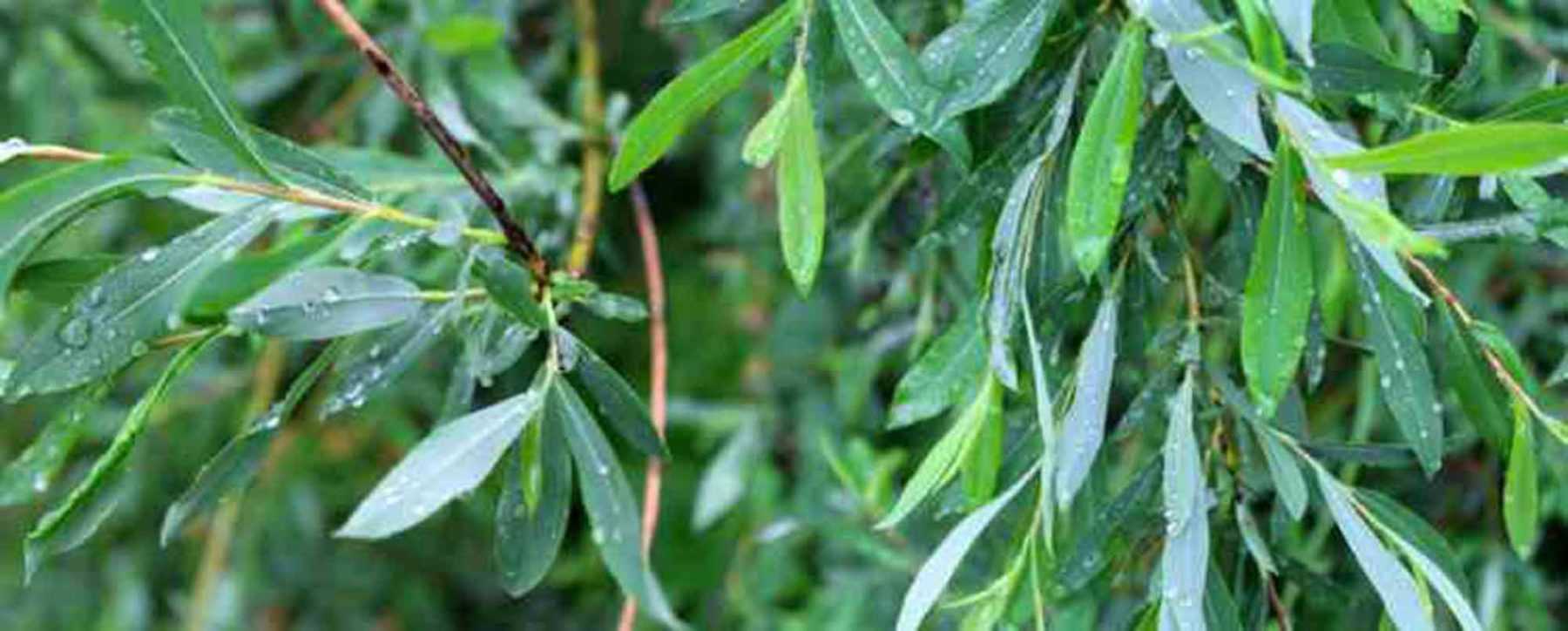 Eau de saule : Une hormone de bouturage naturelle - Promesse de Fleurs