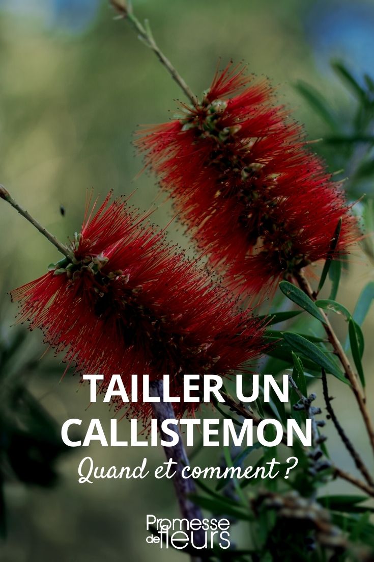 comment tailler un callistemon ?