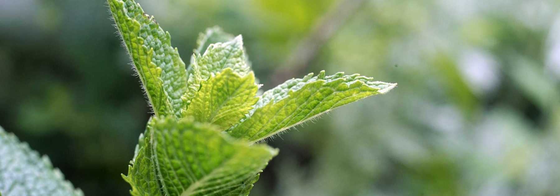 La Menthe : propriétés, bienfaits, recettes, conservation