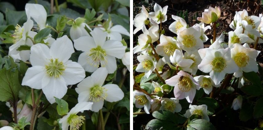 La blancheur de l’incontournable rose de Noël Hellebore niger