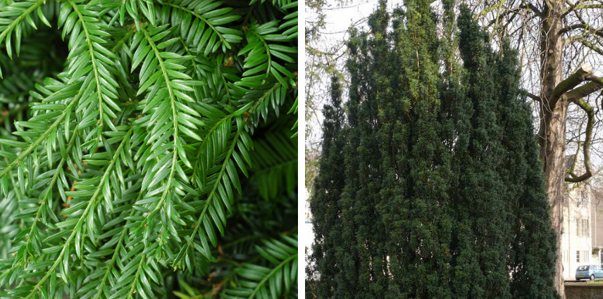 L'if hybride ou Taxus baccata Fastigiata Robusta