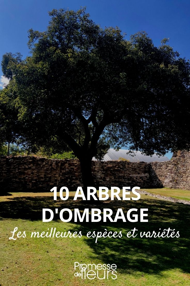 Arbres d'ornement : 10 arbres à planter dans votre jardin