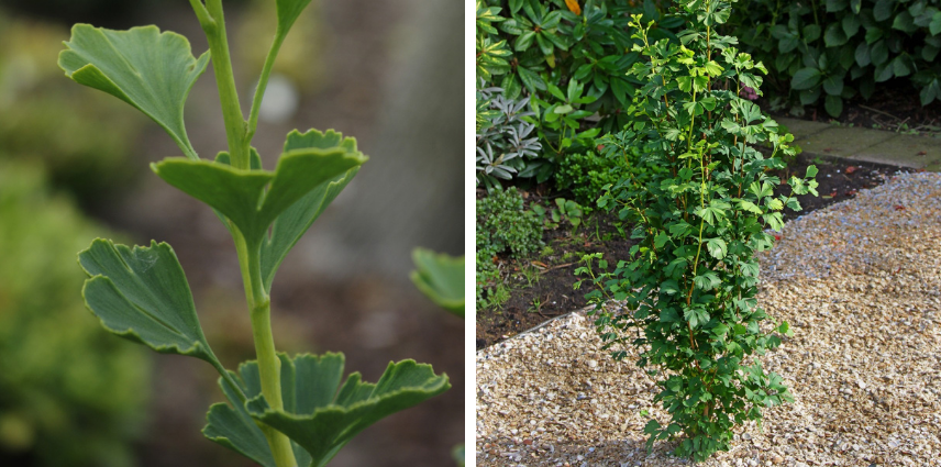 Parmi les conifères rares, le Ginkgo biloba menhir