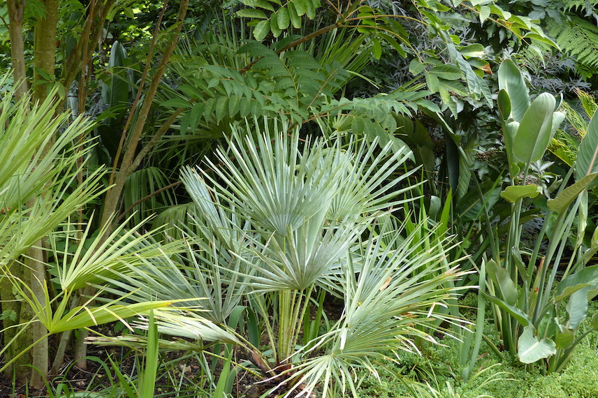 Le palmier chamaerops humulis cerifera